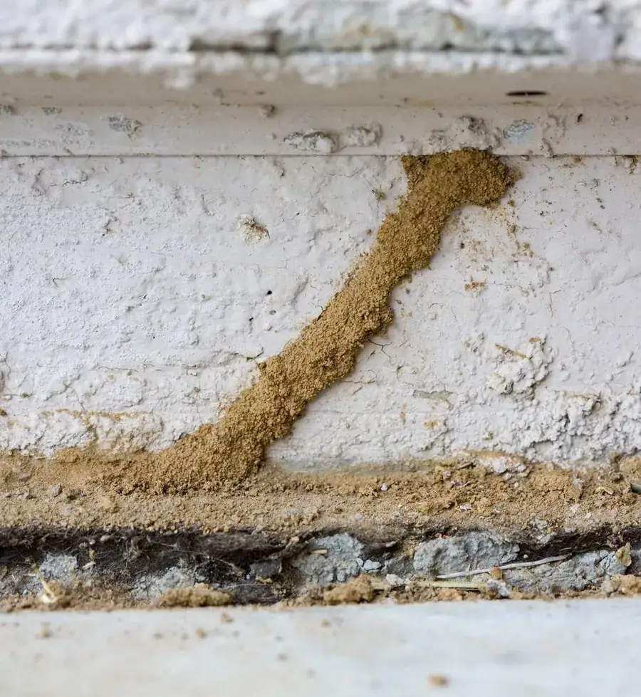Termite mud tubes on a wall foundation