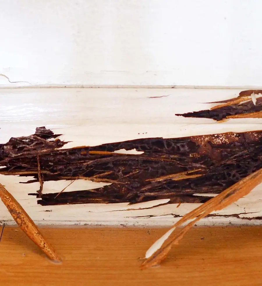 Hollow timber showing signs of termite infestation