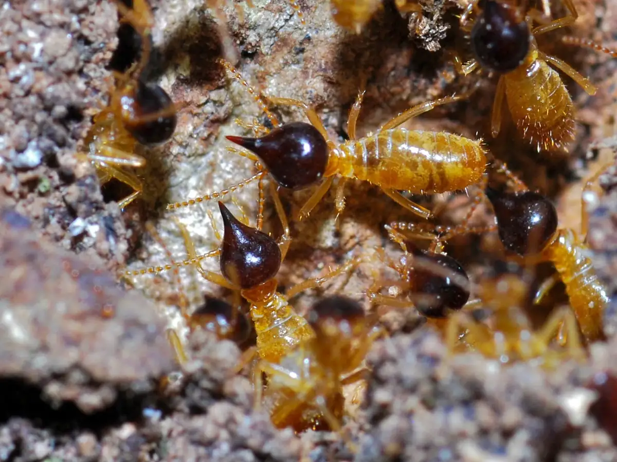 Conehead Termites - Melbourne Termite Control