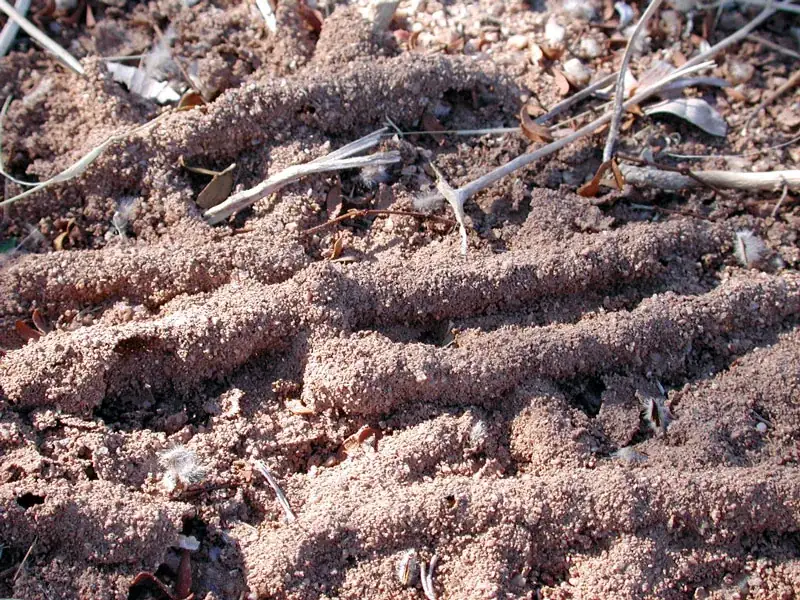 Desert Termites - Melbourne Termite Control
