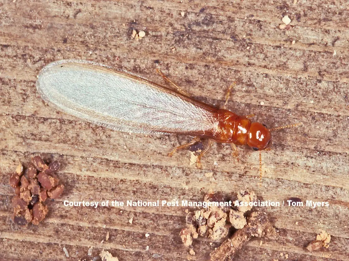 Alates (flying termites) swarming near a Melbourne home