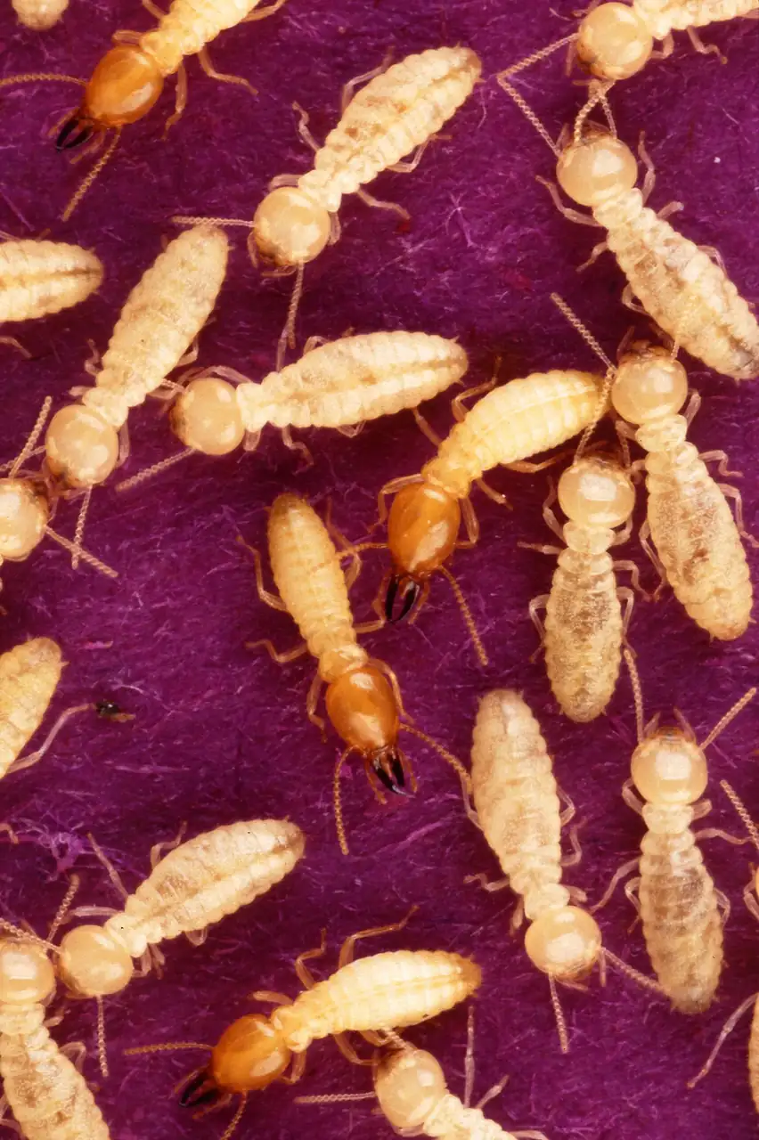 Formosan Termites - Melbourne Termite Control