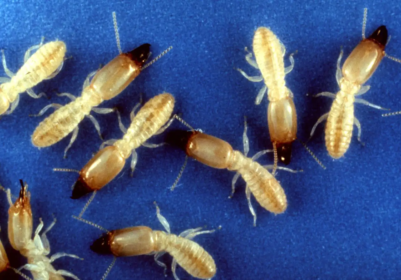 Subterranean Termites - Melbourne Termite Control